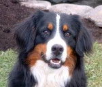 eclips - Bouvier Bernois Mâle