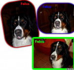 Falco - Bouvier Bernois Mâle (1 an)