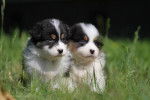 Perry und Terry - Bouvier Bernois (6 mois)