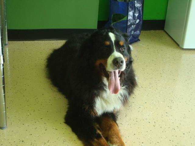 Maddox - Bouvier Bernois Mâle (4 ans)