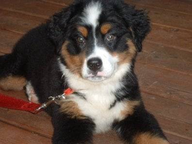 Fanny - Bouvier Bernois (7 mois)