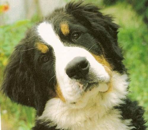 my baby - Bouvier Bernois (1 an)