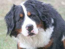 mon chien adopter il va y avoir 2 ans sa maman a a - Bouvier Bernois Mâle (2 ans)