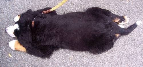 Argo - Bouvier Bernois Mâle (2 ans)
