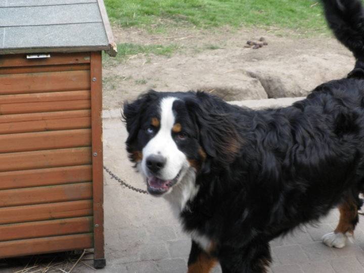 Argo - Bouvier Bernois Mâle (2 ans)