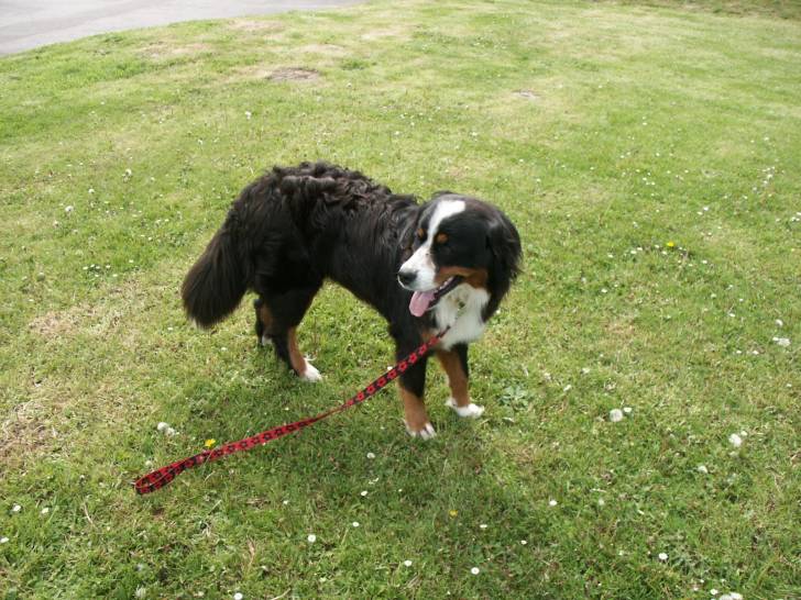 Canelle - Bouvier Bernois (2 ans)