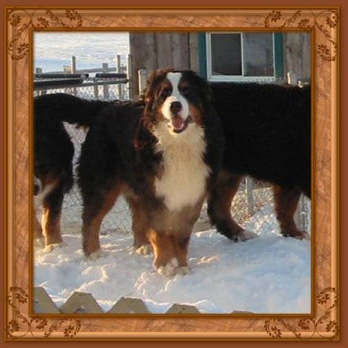 Orphée - Bouvier Bernois (7 ans)