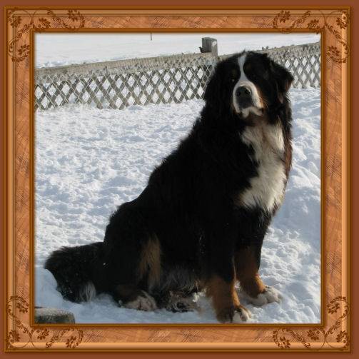 Métis - Bouvier Bernois (4 ans)