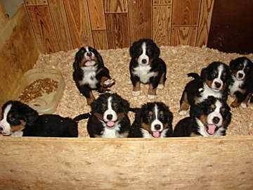 Les chiots - Bouvier Bernois Mâle (2 mois)