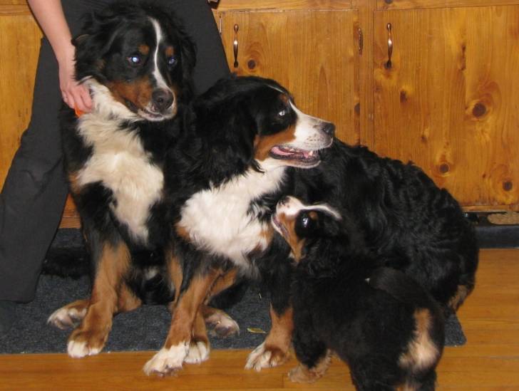 Maggy et Charlie - Bouvier Bernois