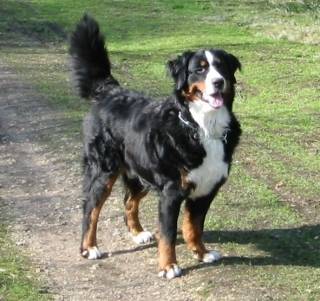 amande - Bouvier Bernois (4 ans)