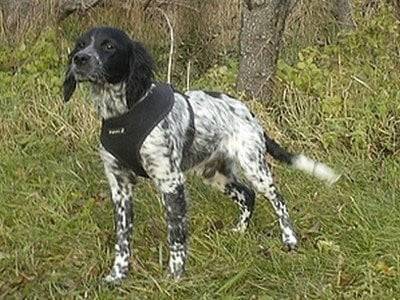 doggy - Bouvier Bernois Mâle (7 mois)