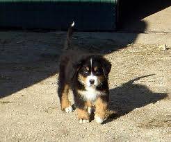 bernie - Bouvier Bernois Mâle (9 mois)