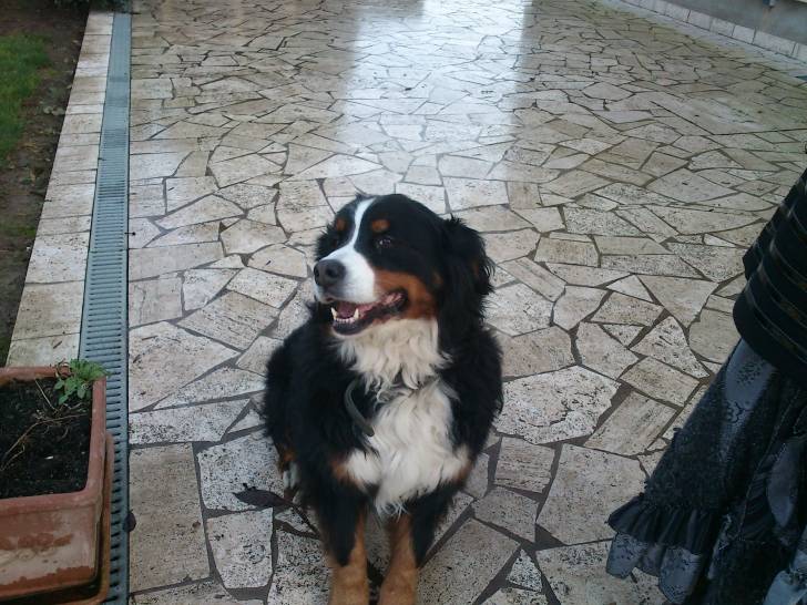 Anja - Bouvier Bernois (7 ans)