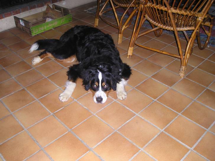calypso - Bouvier Bernois (2 ans)
