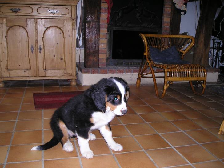 calypso - Bouvier Bernois (2 ans)