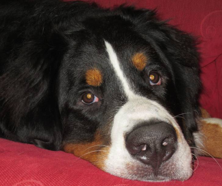 Frodo - Bouvier Bernois Mâle (2 ans)