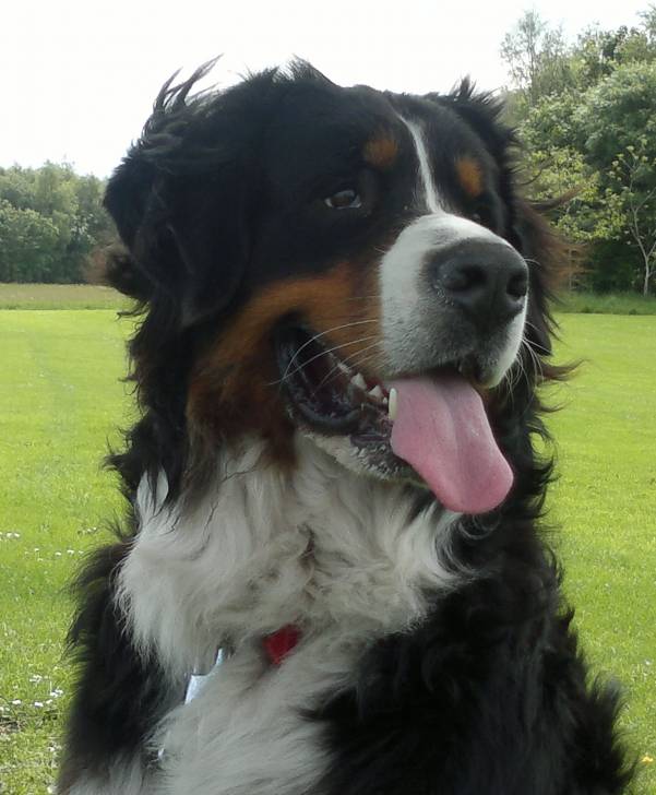 Frodo - Bouvier Bernois Mâle (2 ans)