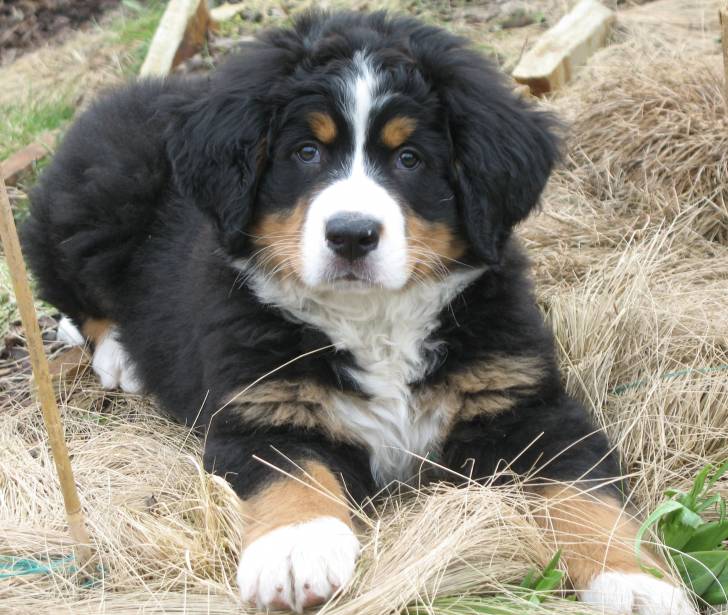Frodo - Bouvier Bernois Mâle (2 mois)
