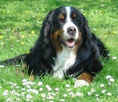 Ted - Bouvier Bernois (1 mois)