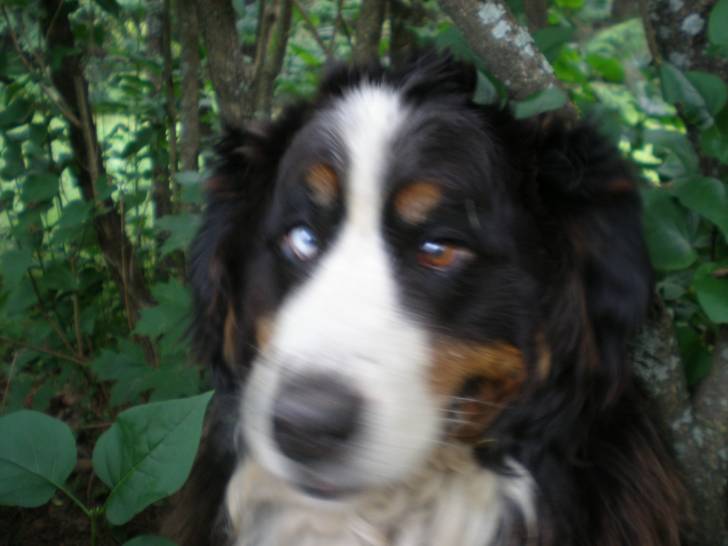 Sabbat - Bouvier Bernois (11 mois)
