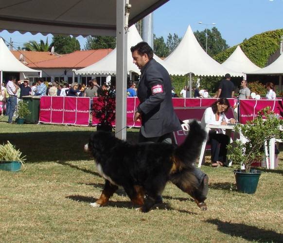 Dante - Bouvier Bernois Mâle (2 ans)