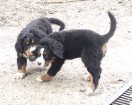 Gigie et son frère - Bouvier Bernois (2 mois)