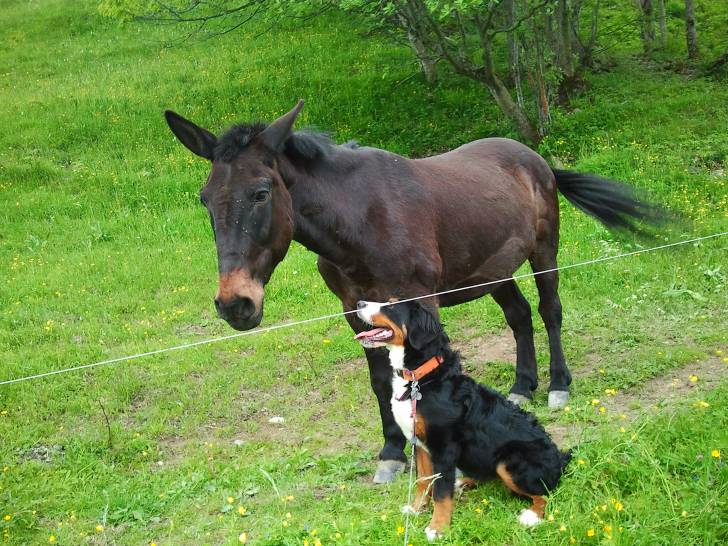 Gigie et Bijou - Bouvier Bernois (8 mois)