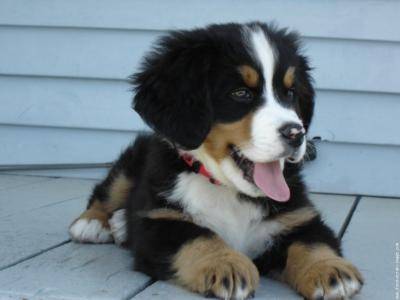 choupi - Bouvier Bernois (1 mois)
