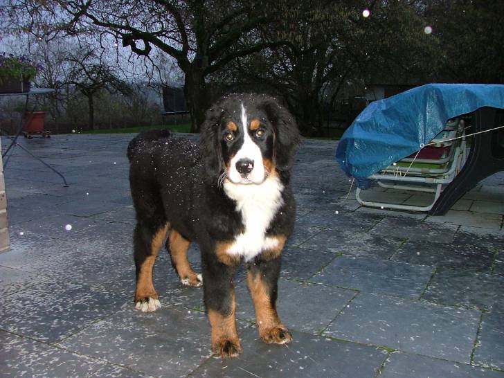 Lambda - Bouvier Bernois (4 mois)