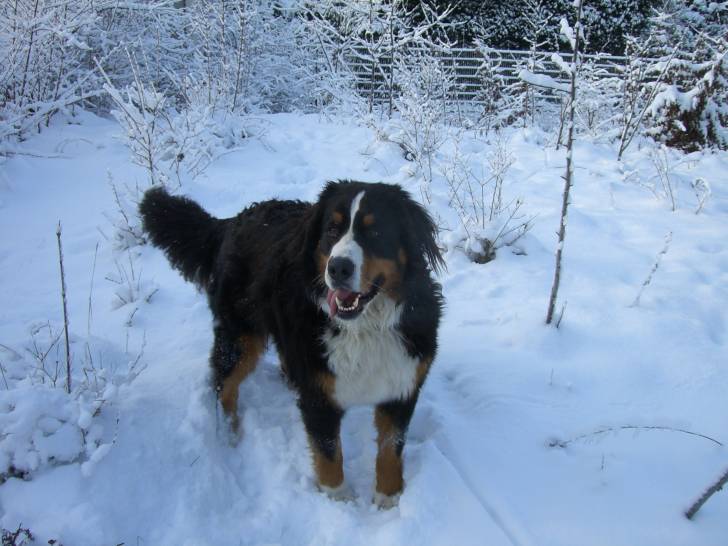 Riddick - Bouvier Bernois Mâle (4 ans)
