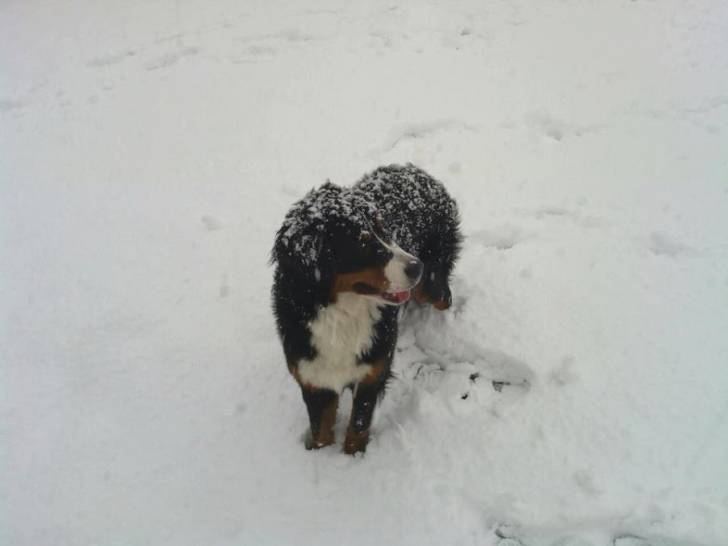 Roxane. - Bouvier Bernois (10 mois)