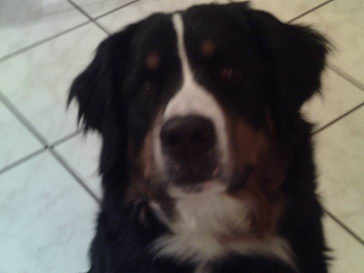 Happy - Bouvier Bernois (1 an)