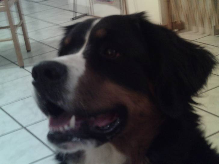 Happy - Bouvier Bernois (1 an)