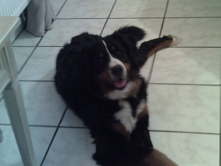 Happy - Bouvier Bernois (1 an)