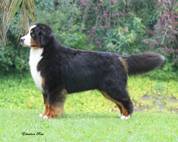 Mi perro que fallecio el 3 de enero! - Bouvier Bernois Mâle (8 ans)