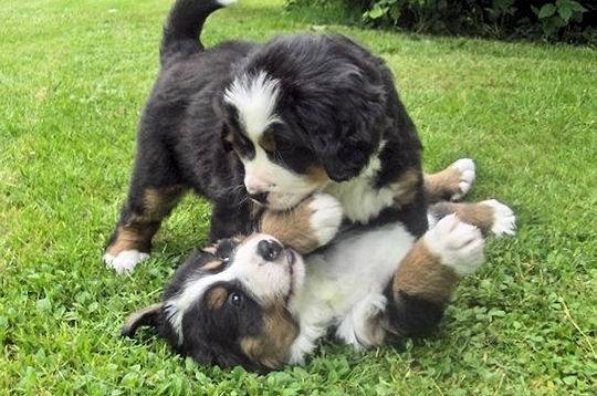 Maya et Chibot - Bouvier Bernois (3 mois)
