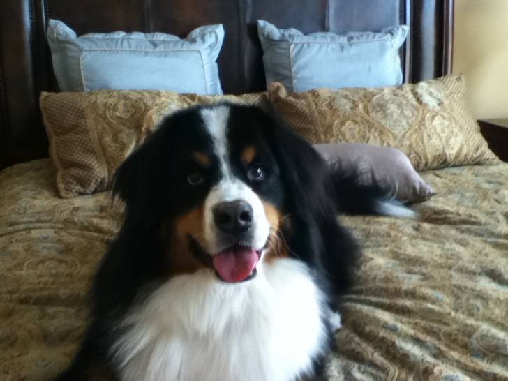 Berne - Bouvier Bernois Mâle (3 ans)