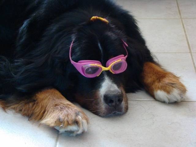 Sulky - Bouvier Bernois (10 ans)