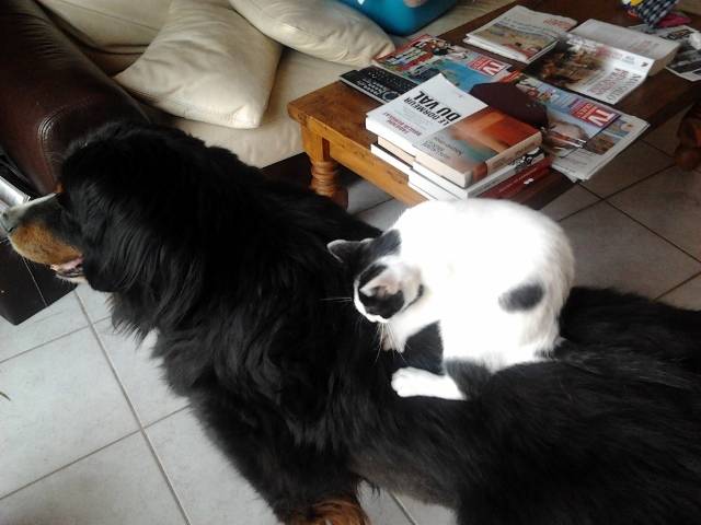 Sulky et Happy - Bouvier Bernois (11 ans)