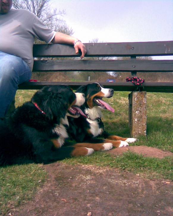 Ronja und Tinka - Bouvier Bernois (8 ans)