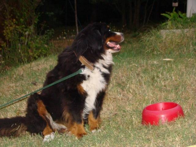 Sulky - Bouvier Bernois (11 ans)