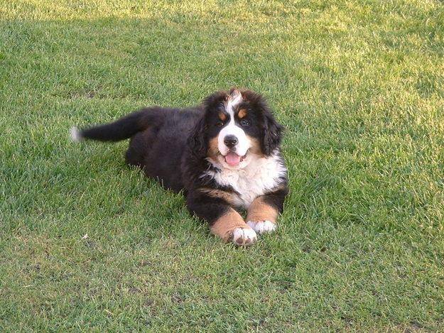 Zora - Bouvier Bernois (7 mois)