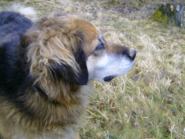 Tammy - Bouvier Bernois (8 ans)