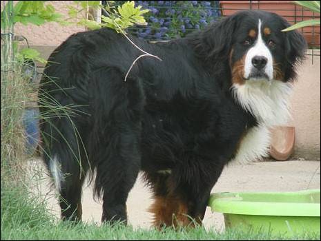 bayla - Bouvier Bernois (8 ans)