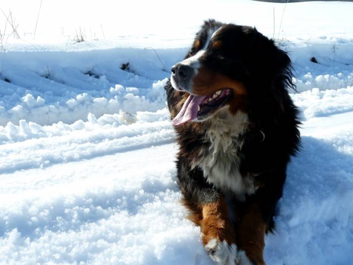 Nele - Bouvier Bernois (6 ans)