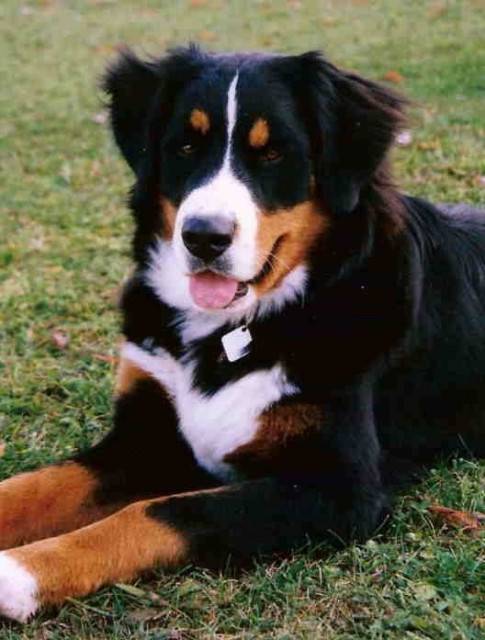 Dally - Bouvier Bernois Mâle (1 mois)