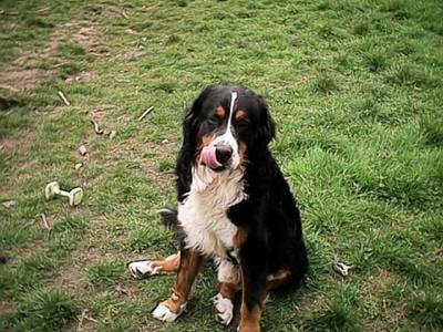 Atila - Bouvier Bernois Mâle (2 ans)