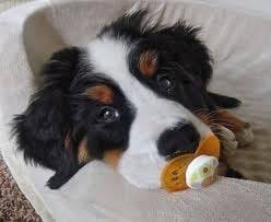 LOLA - Bouvier Bernois (5 mois)