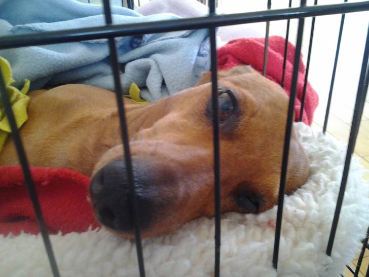 dixie - Bouvier Bernois (2 ans)